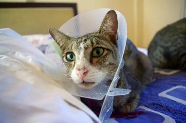 View of How Chronic Kidney Disease Affects Cats: Understanding, Preventing, and ...